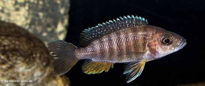 Aulonocara jacobfreibergi 'Cape Maclear'